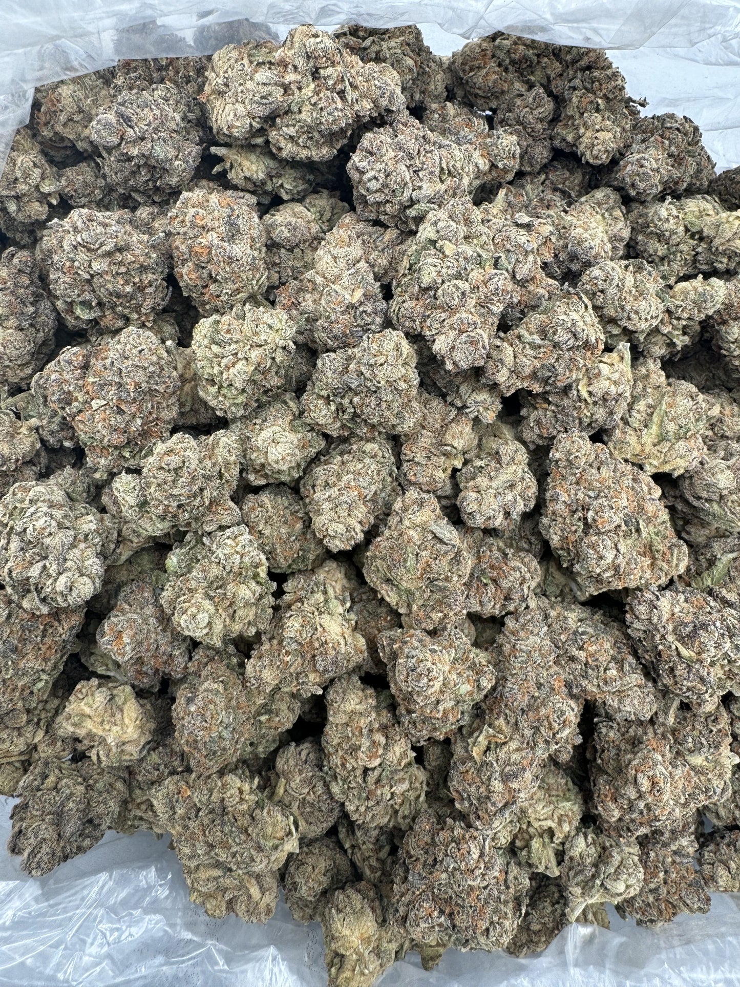 Hindu Kush