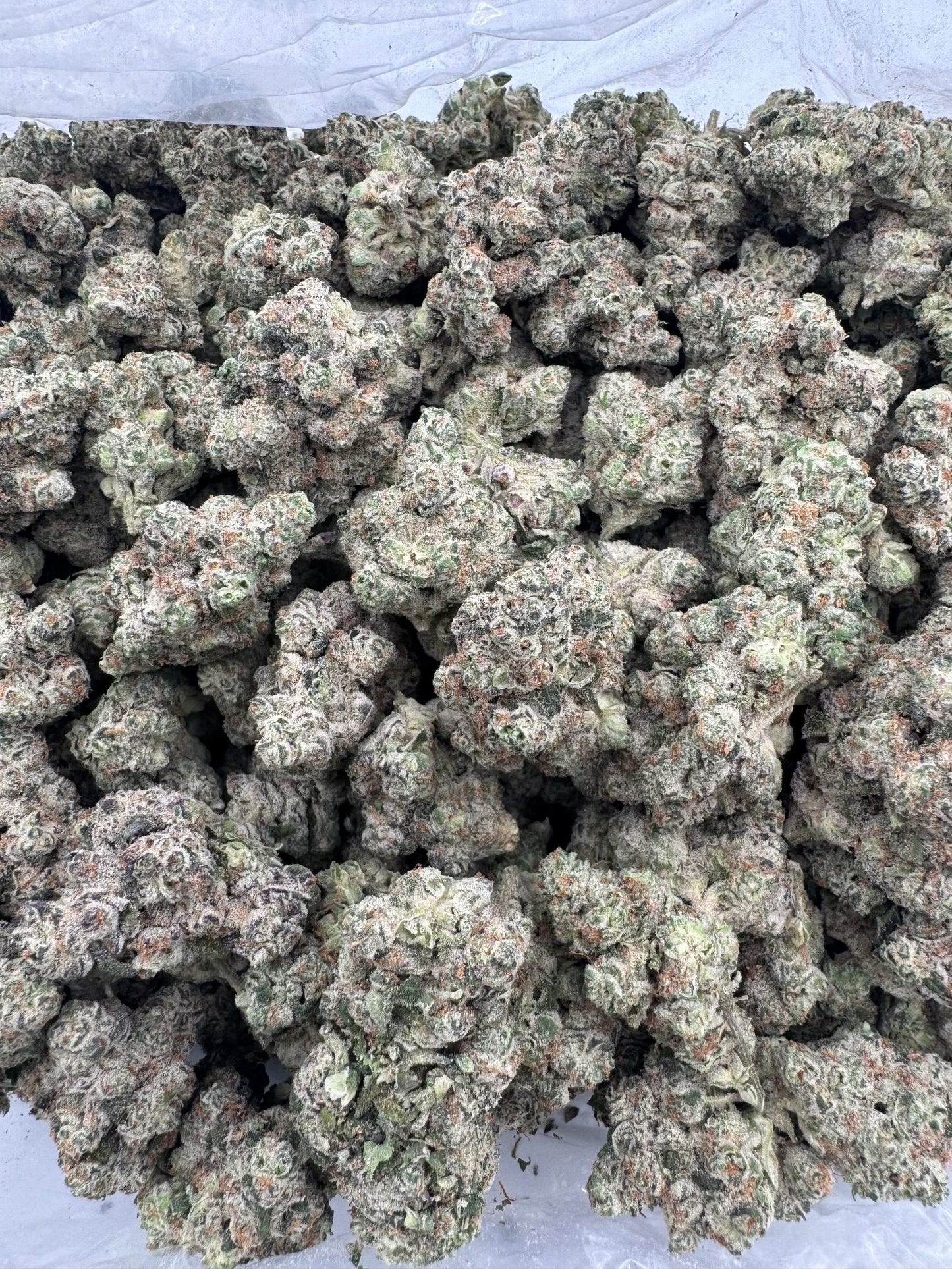 Afghan
