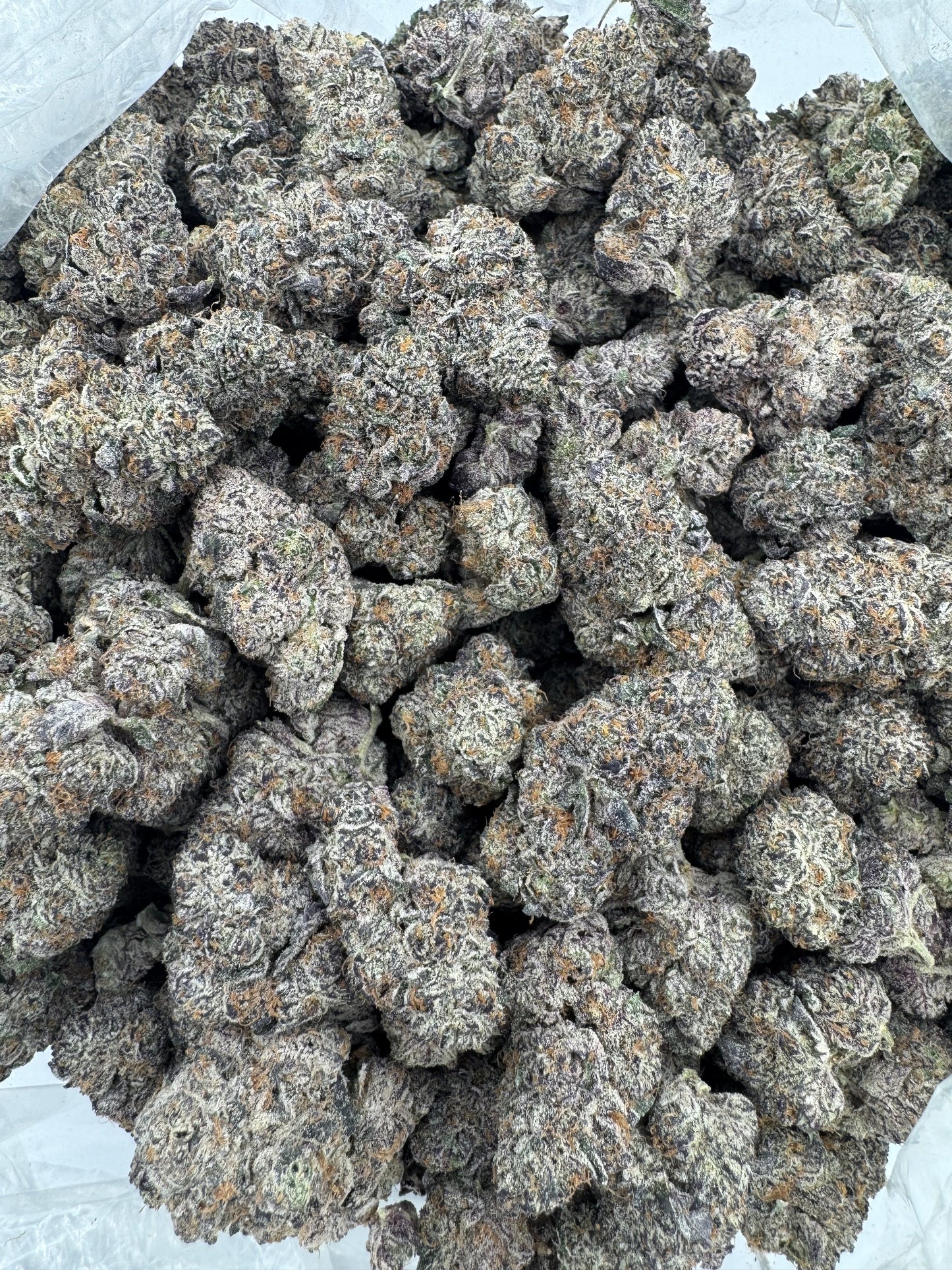 Blizzard Berry