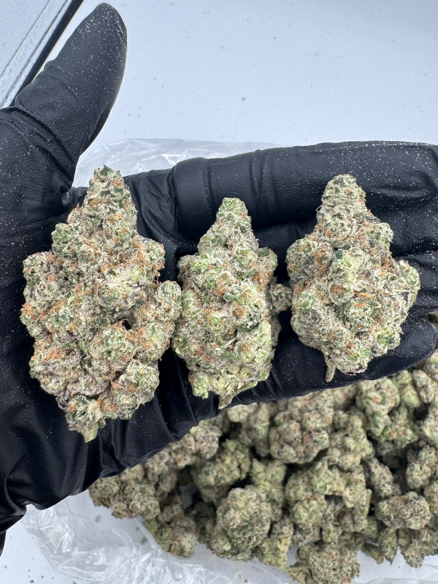Afghan